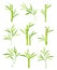 Bamboo as Evergreen Perennial Flowering Plant with Hollow Stem and Green Leaf Vector Set