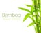 Bamboo background