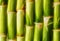 Bamboo background