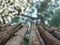 Bamboo with background blurring the trees and sky