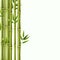 Bamboo background. Green bamboo rainforest stems, asian nature wallpaper in japanese style. Image frame border vector