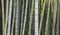 Bamboo background wallpaper