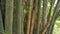 Bamboo, bamboo plants are evergreen perennial flowering plants, subfamily Bambusoideae of the grass family Poaceae.Giant bamboos