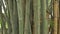 Bamboo, bamboo plants are evergreen perennial flowering plants, subfamily Bambusoideae of the grass family Poaceae.Giant bamboos