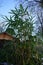 Bamboo, Bambusa, with green leaves near a barn in a snowy winter. Marzahn-Hellersdorf, Berlin, Germany