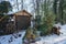 Bamboo, Bambusa, with green leaves near a barn in a snowy winter. Marzahn-Hellersdorf, Berlin, Germany