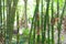 Bamboo and Bananas Plants in Vietnam Mekong Delta Village