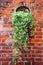 A bamboo basket filled with green plants hanging on a red brick wall