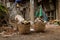 Bamboo Basket/ Garbage Can in Messy Dirty Junkyard - Abandoned Garden with Trash, Dry Branches and Wooden Board - Waste and