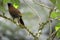 Bamboo Bird Garrulax poecilorhynchus