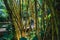Bamboo at Bird Park Brazil
