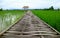 Bamboo Boardwalk over Vibrant Green Paddy Field Leading to the Thatched Roof Pavilion, Nan Province, Northern Thailand