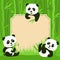 Bamboo border and fanny pandas