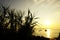 Bamboo branches with leaves silhouette in front of golden sea sundown in the beautiful seascape