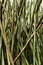Bamboo Brazil close up 2