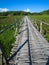 Bamboo bridge through lush lotus lake with mountain background a