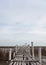 Bamboo bridge, mangrove forest