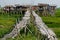 Bamboo bridges.