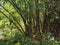 Bamboo bushes of Bangladesh. People also called Pseudosasa japonica, Fargesia, Phyllostachys aureosulcata, Bisset`s Bamboo, Bambus