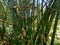 Bamboo bushes by the river. An element of the natural beauty of Bangladesh