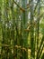 Bamboo bushes by the river. An element of the natural beauty of Bangladesh