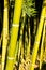 Bamboo cane field with selective focus