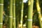 Bamboo cane green plantation