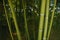 Bamboo cane green plantation