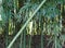 Bamboo canes and green leaves which are the favorite food of pan