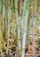 Bamboo canes growing vertically in a green toned garden