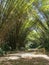 Bamboo Cathedral, Chaguaramas, Trinidad and Tobago