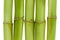 Bamboo Close-up