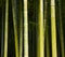 Bamboo close-up in the bamboo forest