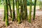 Bamboo clump in garden