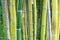 Bamboo copse, close-up of the green and yellow bamboo sticks
