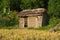 Bamboo cottage on harvested paddy field