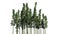 Bamboo - different green herbaceous growing plants