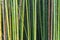 Bamboo in different shades of green and brown