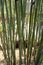 Bamboo, evergreen perenial flowering plant
