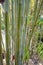 Bamboo, evergreen perenial flowering plant