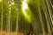 Bamboo Farm enchanting forest for tourist  to enjoy the pathways of the Bamboo forest