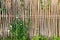 Bamboo fence