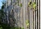 Bamboo fence in botanic garden