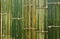 Bamboo fence green texture