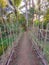 A bamboo fence that is made tenuously as a place for vines for agricultural plants to propagate.