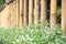 Bamboo Fence with Ornamental Perennial Shrub with White Flower