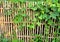 Bamboo fence surrounded by ivy-covered