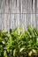 bamboo fencing panels and green bushes