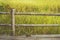 Bamboo fencing and rice fields / Background photo : film style photography