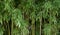 Bamboo field detail, green nature background